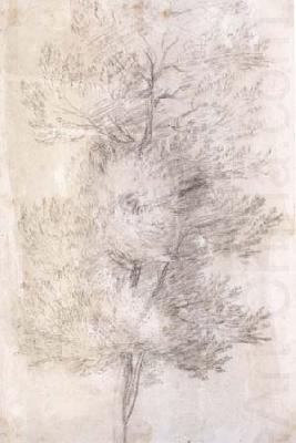 A Tree Trunks (mk17), Claude Lorrain